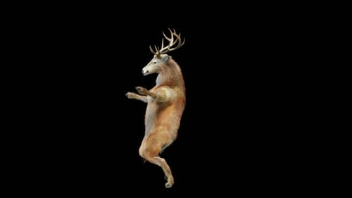 Funny 3D Animated Deer Dancing on Hind Legs