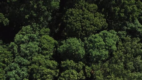 Slow tilt up of a drone flying over green trees while they are blowing in the wind