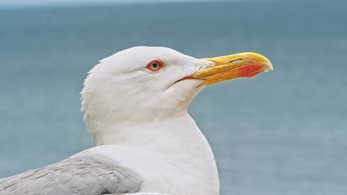 Seagulls Walking By The Beach Against Natural Blue Water Background
