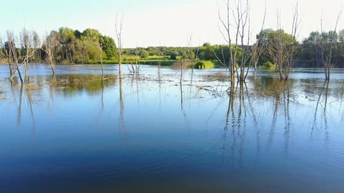Dead Trees on the River