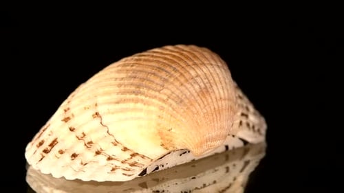 Colorful Sea Shell Isolated on a Black, Rotation