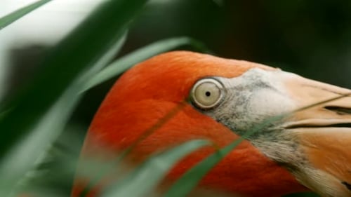 Vögel 050