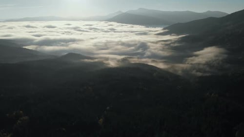 Aerial view: Amazing Thick Morning Fog Covering Mountains Spice and Spruce Forest.