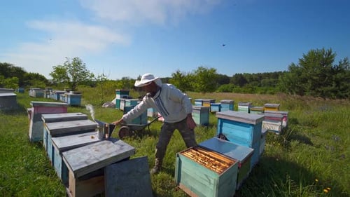 Beekeeping process among nature