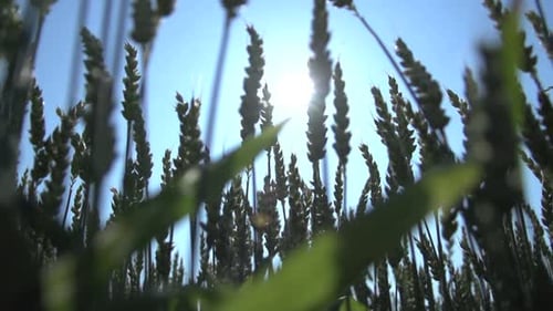Agriculture Agriculture Industrie alimentaire