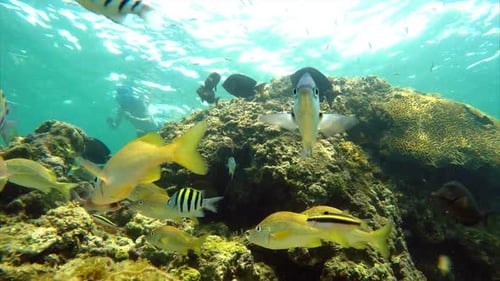 Colorful Seabed on the Coral Reef in the Caribbean Sea