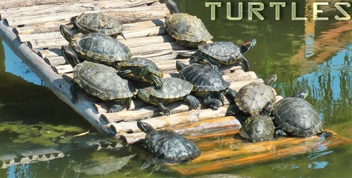 Turtles Basking on Wooden Bridge in Sunny Pond