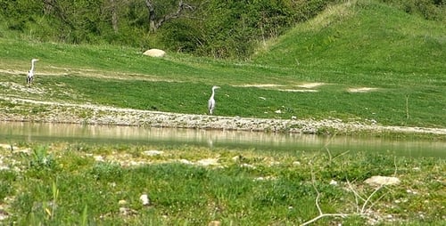 Grey Heron (Ardea Cinerea)