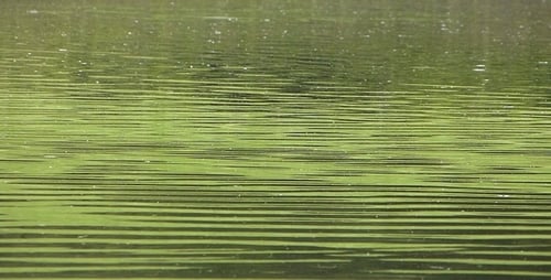 Green Water Ripples on a Sunny Day