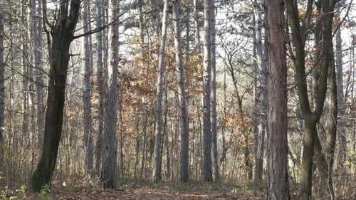Golden tree leaves on ground fall scenery in the park 4K 2160p 30fps UltraHD tilting footage - Autu