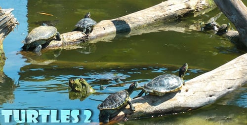 Die Schildkröten 2