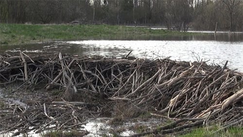 Beaver Dams