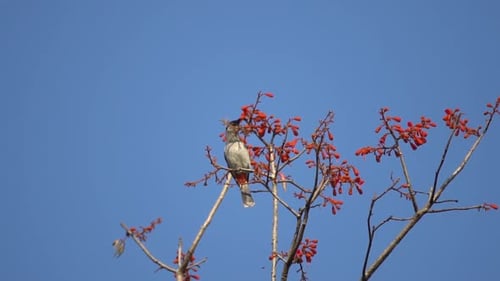 wild animals, birds living on the tree, red flower forest tree cover, slow-motion shot