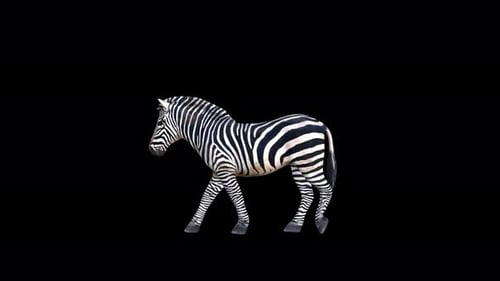 4K Zebra Walk