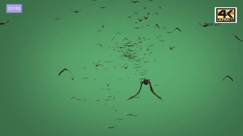 Bat Front 4K