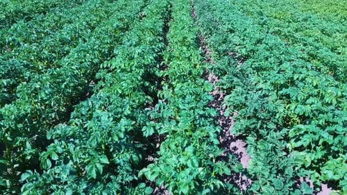 Potato Field Aerial View. Rows of Potatoes in a Field