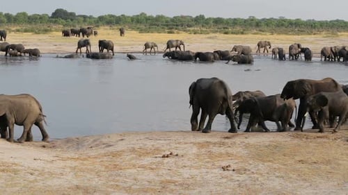 Elephants Gather at a Lush Watering Hole