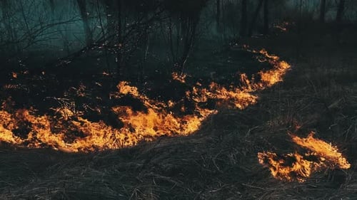Wildfire in Spring Forest Burning Dry Grass Trees Bushes Flames and Smoke