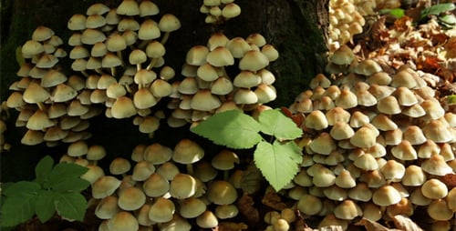 Close Up View of Mushrooms Growing on Tree