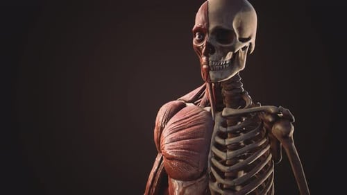 3D Human Anatomy Animation with Muscles and Skeleton