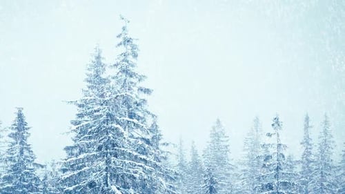 Snowfall in Winter in the Forest Soft Snowy Christmas Morning with Falling Snow