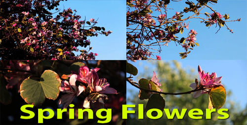 Frühlingsblumen-Paket