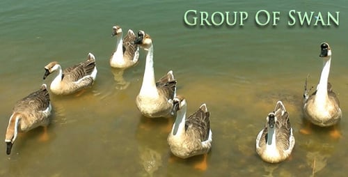 Group of Swans