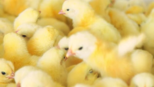 Geflügelzucht und Hühnerzucht auf einer landwirtschaftlichen Farm. Viele Hühner in Nahaufnahme bewegen sich in einem