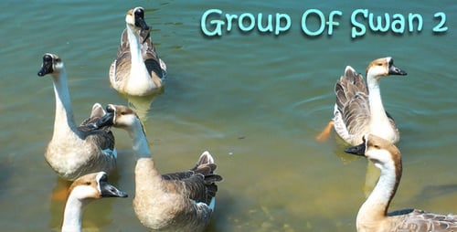 Group of Swan 2