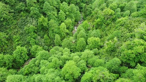 River in Forest Nature Morning Magical Aerial Landscape in Green Rainforest Trees