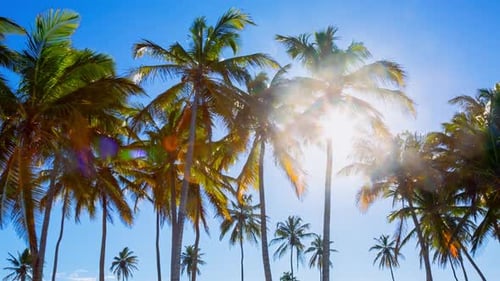 Palm trees
