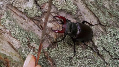 Stag Beetle on Tree Bark Close Up