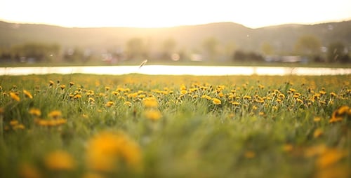 Sliding Around Dandelion