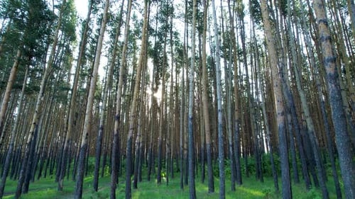 Pine Forest