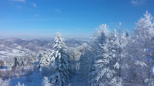 Snowy Mountain Forest Aerial View in Winter