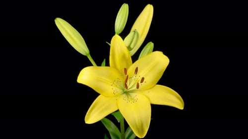 Yellow Lily Blossoming on a Black Background