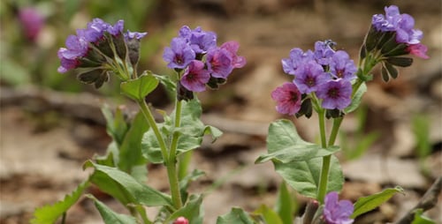 Spring Flowers 01