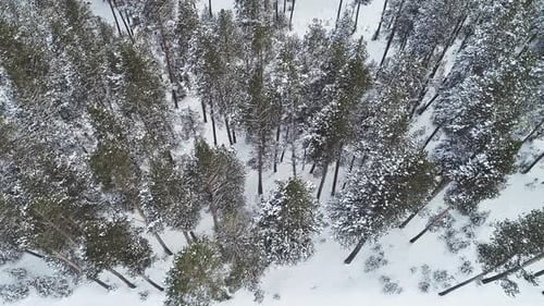Winterlicher Wald
