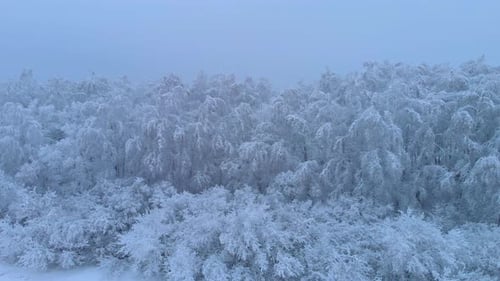 Frozen trees