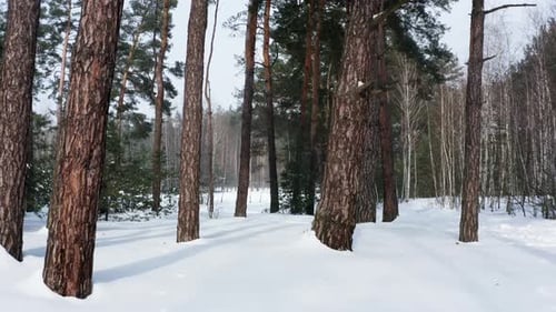 Aerial View of Winter Forest in Sunny Weather