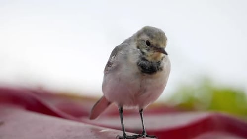 Weiße Bachstelze -Motacilla Alba- auf einem Dach