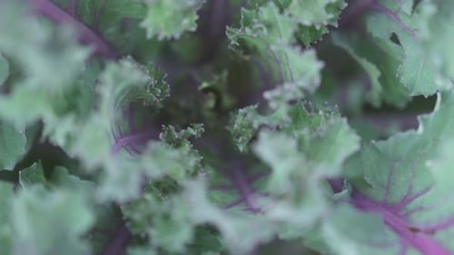 Gros plan, vue centrale, des feuilles décoratives de fleurs vertes violettes, pivotantes en zoom