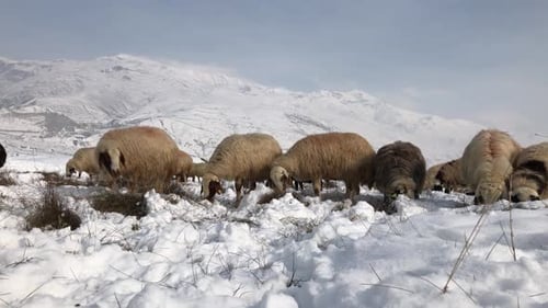 Flock Sheep Snow