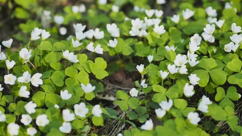 Blühende Kaninchensprossen im Wald im Frühling
