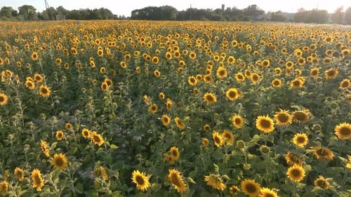 Beautiful Field of Blooming Sunflowers Against Blurry Sunset Golden Light