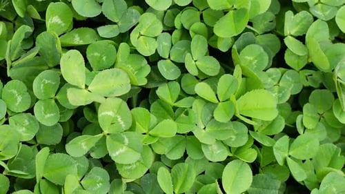 Lush Green Clover Leaves Swaying Gently