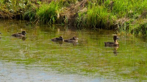 Mallard Duck with Ducklings