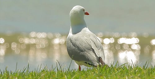 Silver Gull Standing Still Near Body of Water