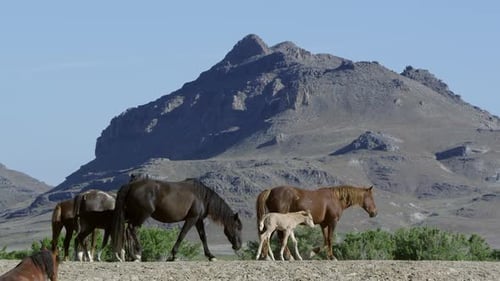 Kleine Gruppe von Wildpferden, die mit Jungen auf einem Hügel spazieren gehen