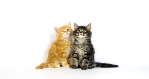 Brown Blotched Tabby und Cream Blotched Tabby Maine Coon Hauskatze, Kitten Normandie in Frankreich